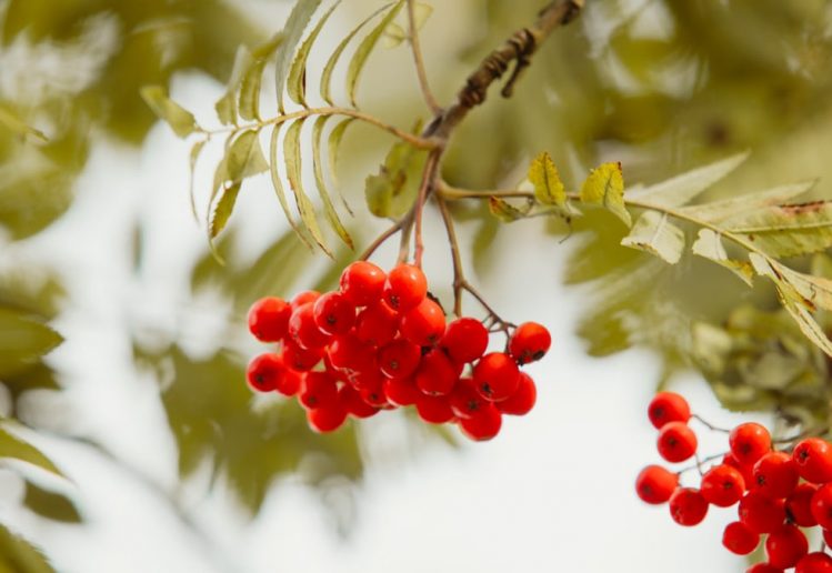 Vivid close-up of red rowan berries on a branch with leaves, capturing natural beauty.