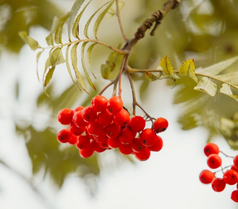 Vivid close-up of red rowan berries on a branch with leaves, capturing natural beauty.